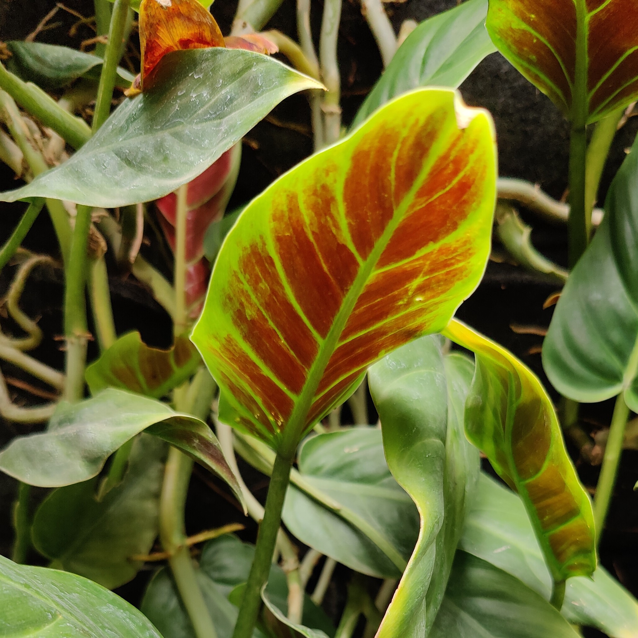 May Flowers Horticulture Installation 76